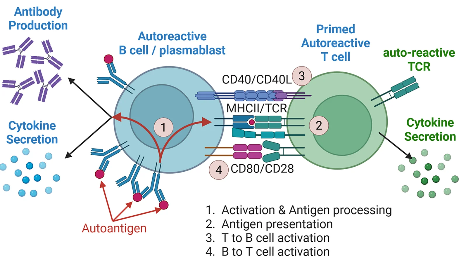 B-T-cell-Interaction