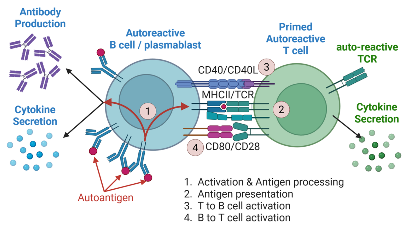 B-T-cell-Interaction
