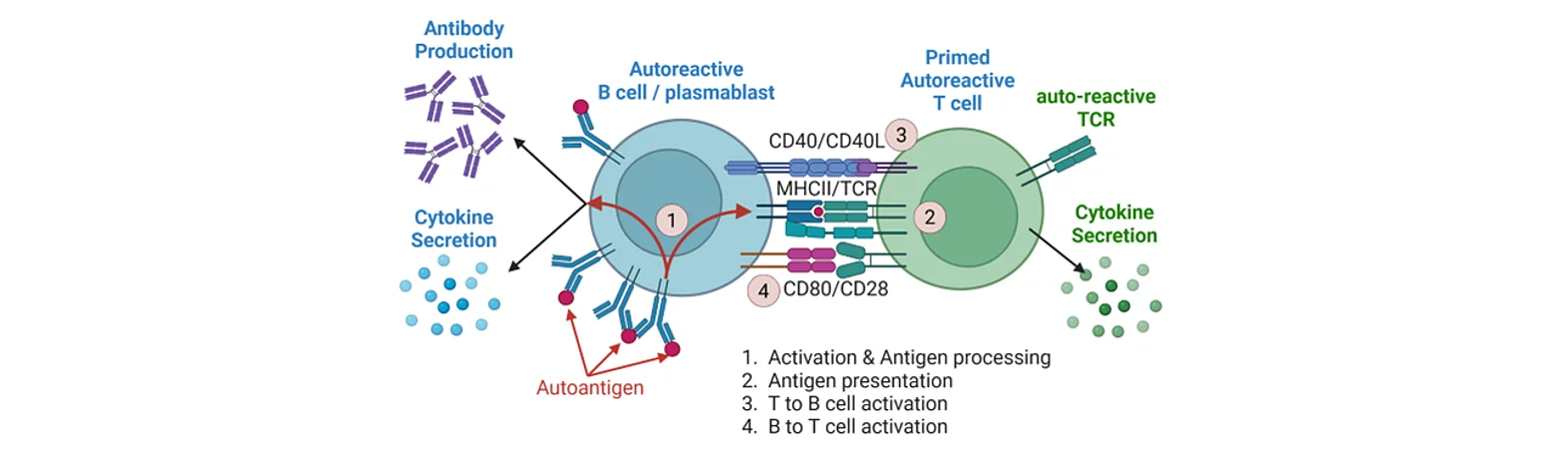 B-T-cell-Interaction
